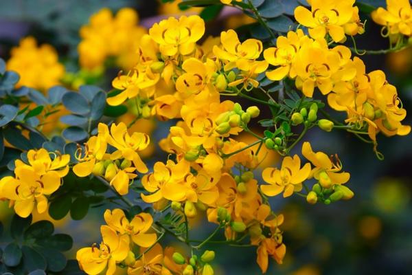 Find Out The Magical Benefits of Avarampoo Flower - InstaAstro