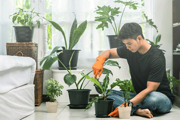 Vastu-Indoor-plants