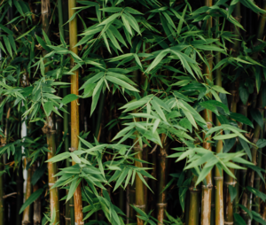 बांस का पौधा . bamboo plant