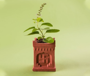 Tulsi plant for good luck