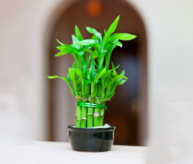 The best and worst indoor plants, according to Vastu Shastra - InstaAstro