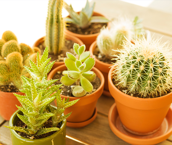The best and worst indoor plants, according to Vastu Shastra InstaAstro
