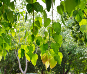 peepal tree leafs