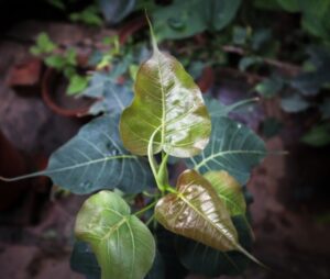 Peepal leaf
