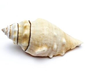 seashell, shankh