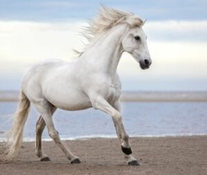 best pet for Sagittarius, Horse