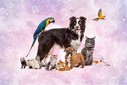 The Best Pet for You According to Your Zodiac Sign - InstaAstro