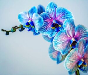 Ideal Aquarius Flower Orchids