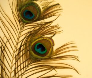 Why does Lord Krishna Wear a Peacock Feather? - InstaAstro