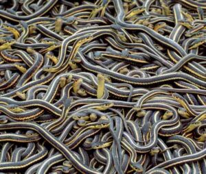 Group Of Snakes