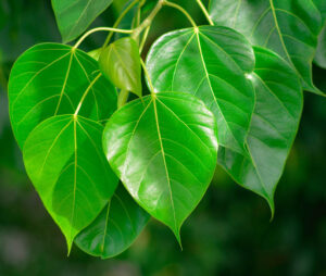 Peepal Leaf