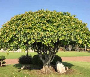  Peepal Tree