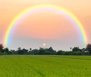 Seeing Rainbow