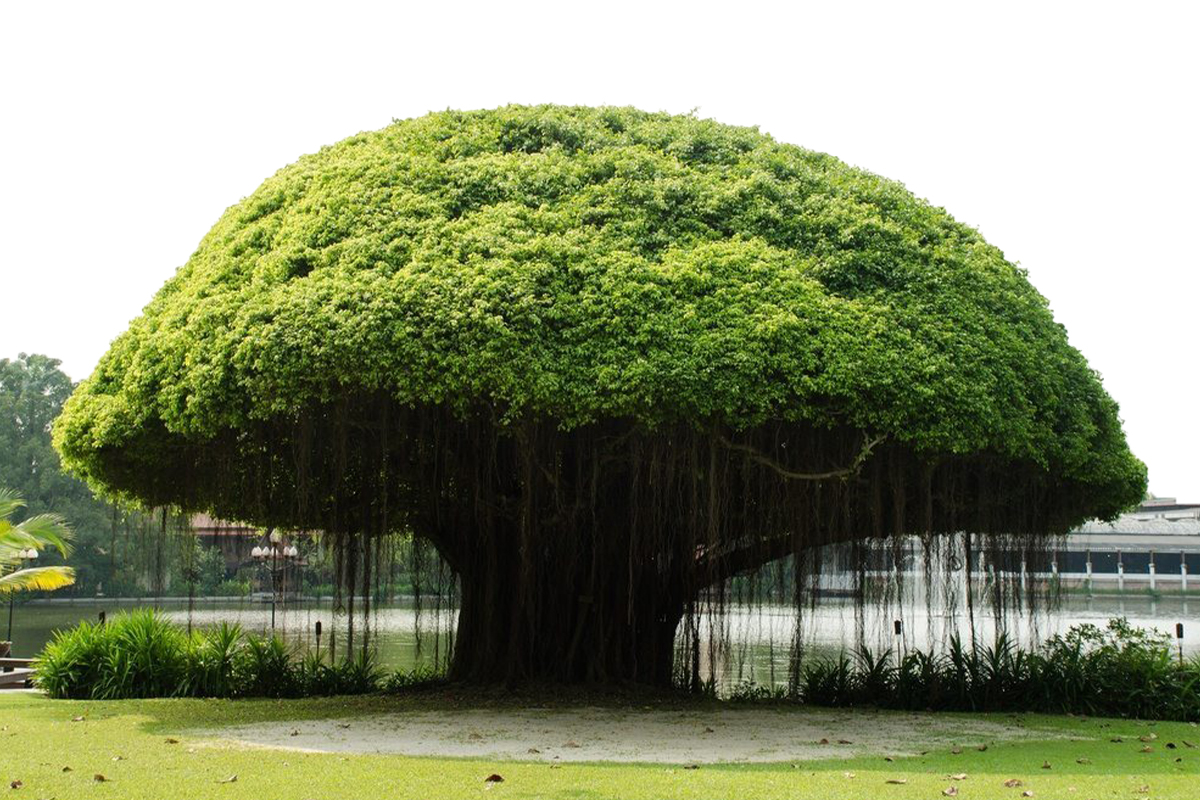 Know All About The Astrological Benefits of Banyan Tree! - InstaAstro