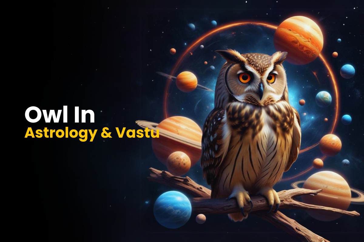 Importance Of Owl In Astrology And Vastu