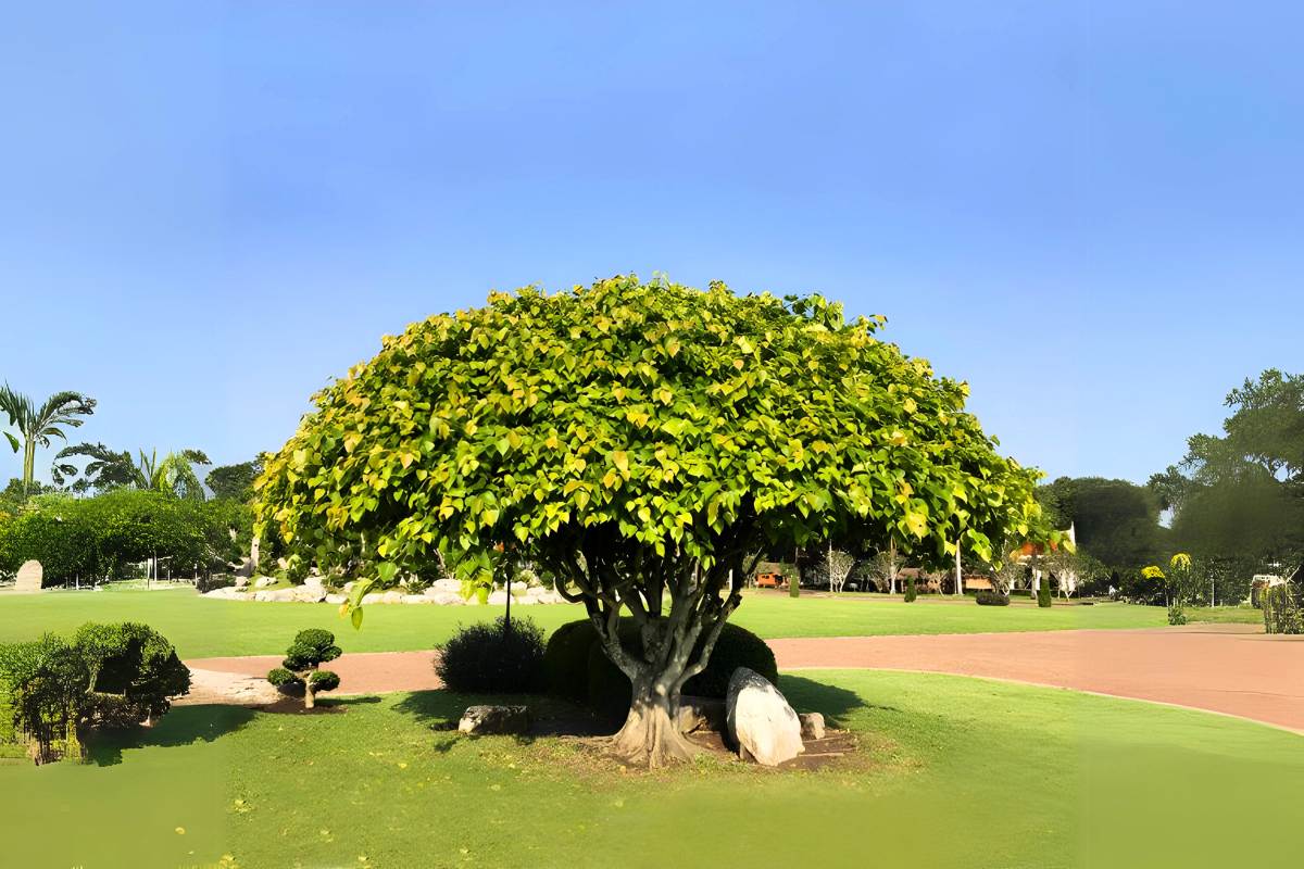 The Peepal Tree A Symbol of Wisdom, Healing, and Serenity