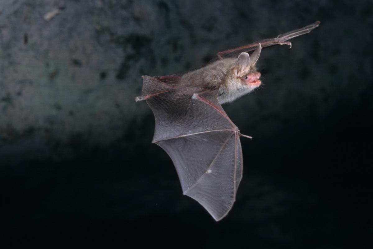 Bat in House
